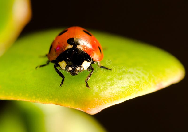 Red ladybug on green leaf. Red ladybug on green leaf