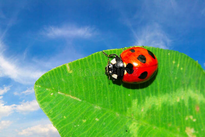 Ladybug on the leaf