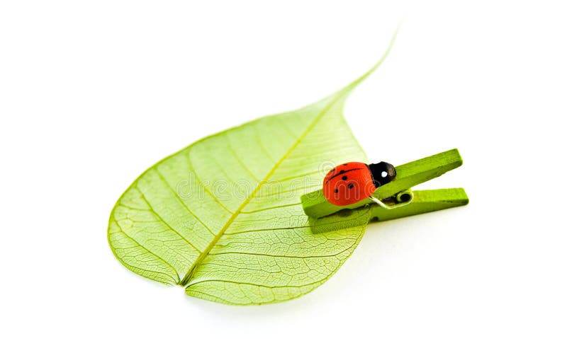 Ladybug and Leaf on a white background