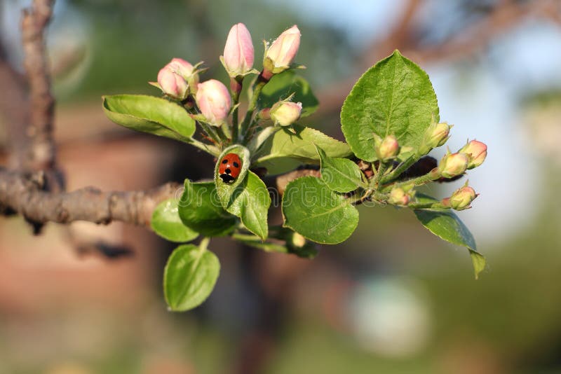 Ladybug on a leaf of a blossoming apple tree in the garden