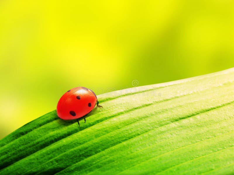 Ladybug sits on a green leaf. Filtered image: warm cross processed vintage effect. Ladybug sits on a green leaf. Filtered image: warm cross processed vintage effect.