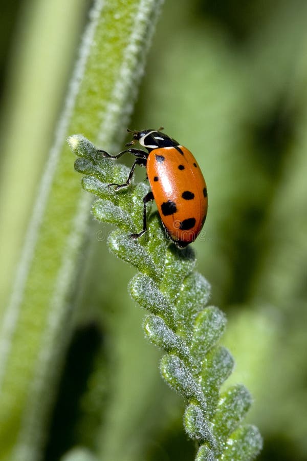 Ladybug on long green leaf. Ladybug on long green leaf