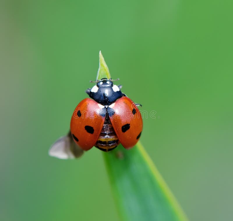 Macro shot of ladybug opening its wings. Macro shot of ladybug opening its wings