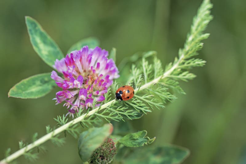 Ladybug on pink clover. Spring abstract photo stock photos Ladybug on pink clover. Spring abstract photo stock photos