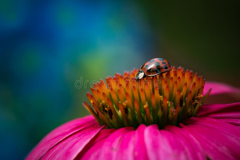 ladybug on pink flower royalty free stock photography ladybug on pink flower royalty free stock photography