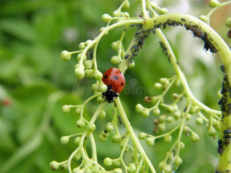 Ladybug and plant louse macro