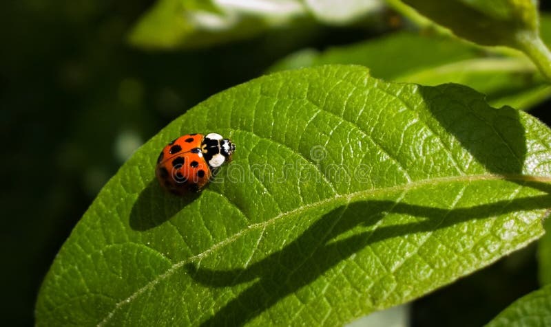 Ladybug on a plant. Slovakia