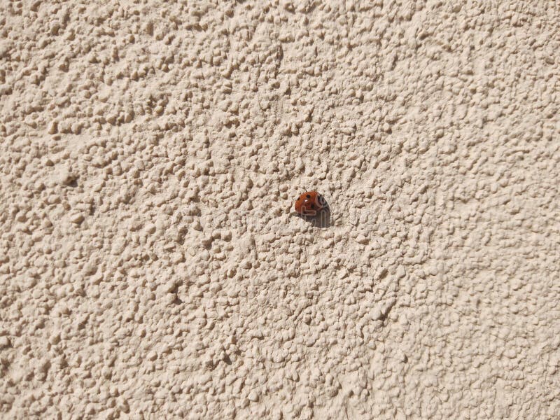 Ladybug on a plant. Slovakia