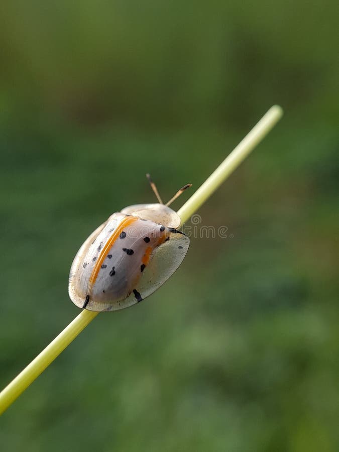 Ladybug på grässtjälk med blurr-bakgrunden, faunamakro-fotografi av djur arkivfoton