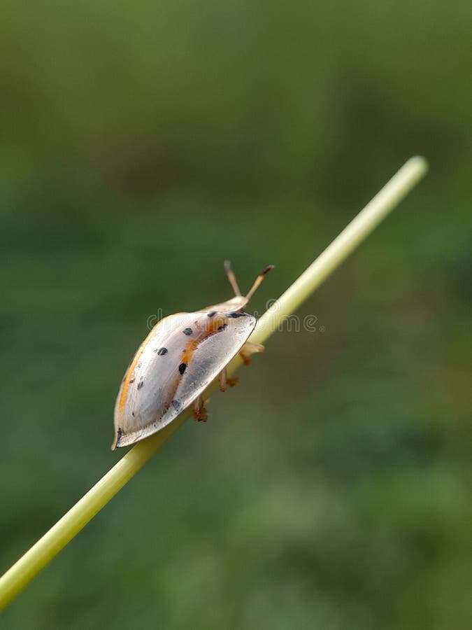 Ladybug på grässtjälk med blurr-bakgrunden, faunamakro-fotografi av djur arkivfoton