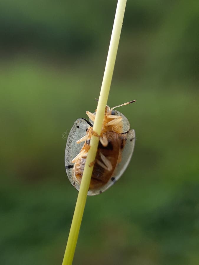 Ladybug på grässtjälk med blurr-bakgrunden, faunamakro-fotografi av djur. Apidimorpha miliaris är en utbredd art av asiatisk skalbagge i familjen Chrysomlidae. Genusnamnet är ofta felstavat som aspidomorpha på grund av en omotiverad stavningsändring 1848