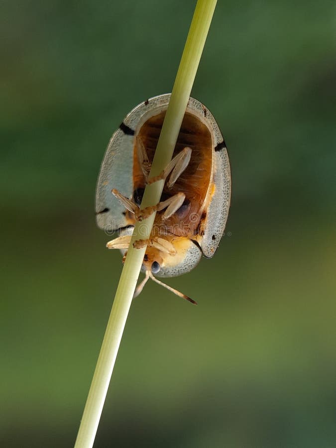 Ladybug på grässtjälk med blurr-bakgrunden, faunamakro-fotografi av djur arkivbilder