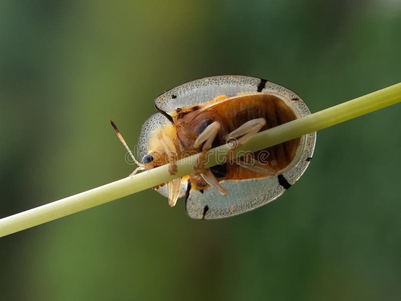 Ladybug på grässtjälk med blurr-bakgrunden, faunamakro-fotografi av djur fotografering för bildbyråer