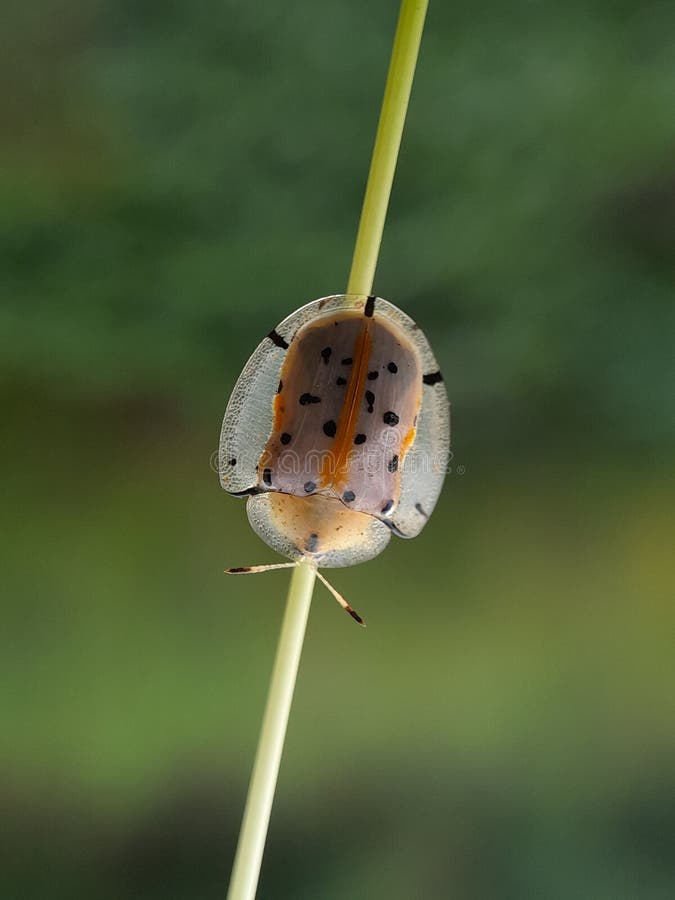 Ladybug på grässtjälk med blurr-bakgrunden, faunamakro-fotografi av djur arkivfoto