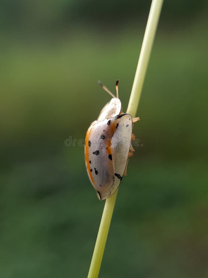 Ladybug på grässtjälk med blurr-bakgrunden, faunamakro-fotografi av djur royaltyfria bilder