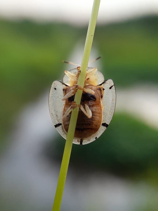 Ladybug på grässtjälk med blurr-bakgrunden, faunamakro-fotografi av djur royaltyfri fotografi