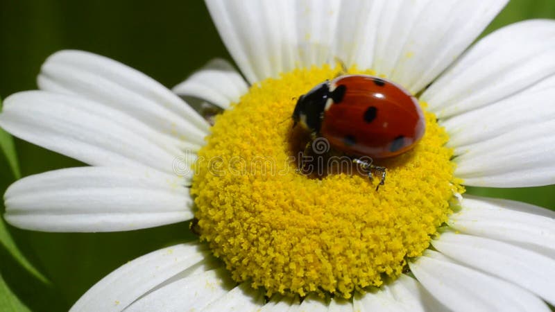 Ladybug rasteja em uma flor camomila