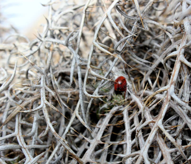 236 Poisonous Ladybug Stock Photos Free & RoyaltyFree Stock Photos