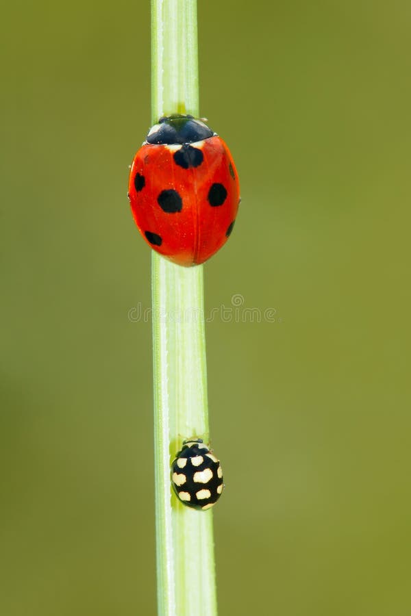 A red ladybug(scientific name:Coccinella septempunctata) and a black ladybug are on the grass leaf.