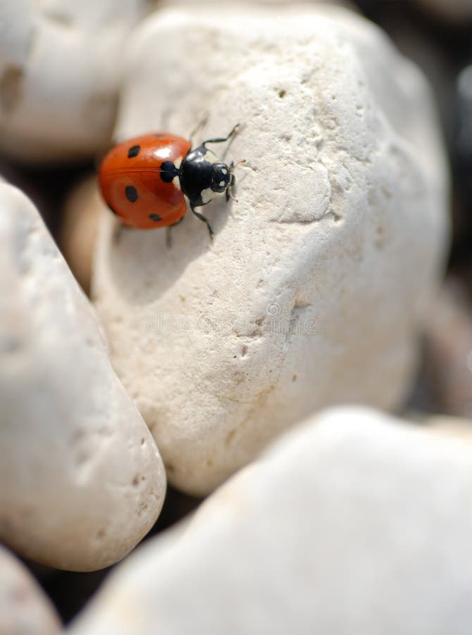 Macro of a ladybug on tiny beach stones. Macro of a ladybug on tiny beach stones.