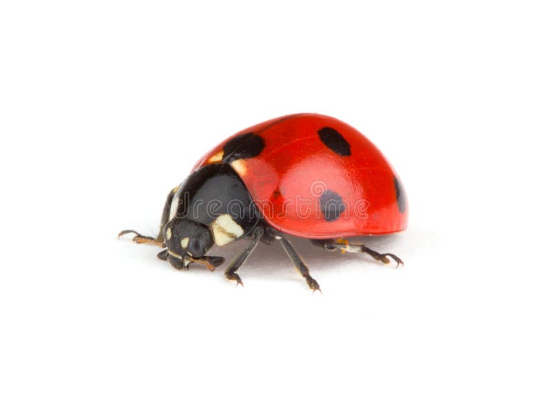 Ladybug rosso fotografia stock Ladybug rosso fotografia stock