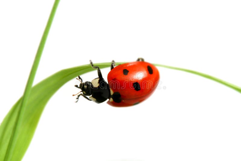 Ladybug rosso