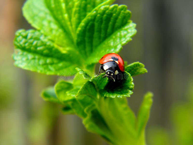 Ladybug in search of adventure