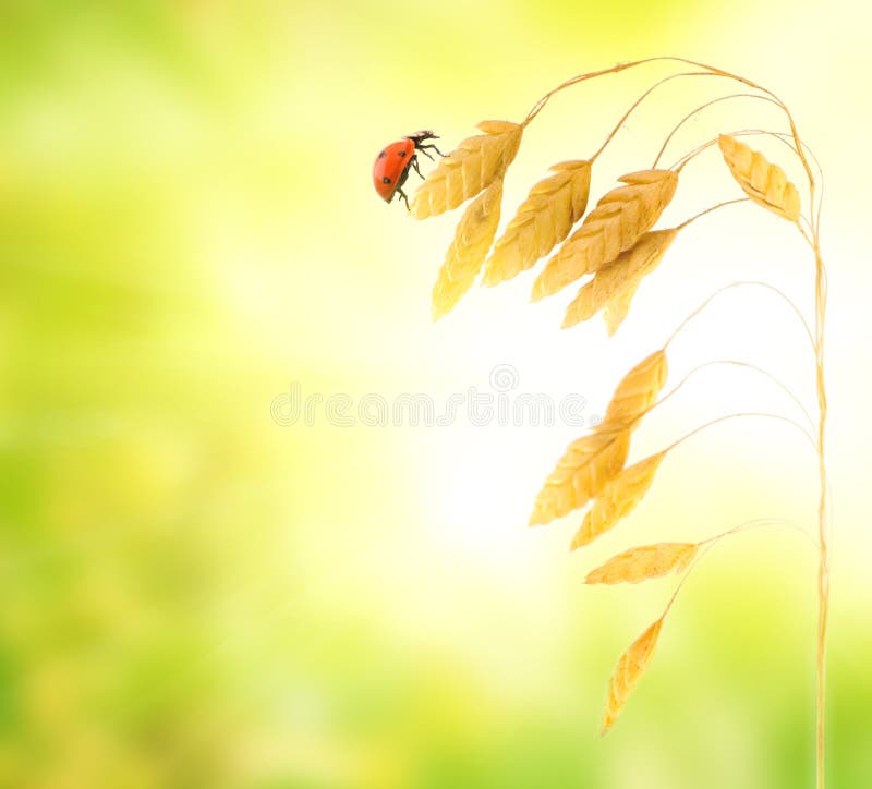 Ladybug sitting on a wheat herb