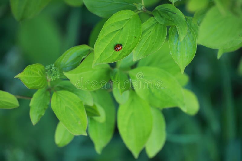 Ladybug sitzt auf einem Blatt einer grünen Pflanze stockfoto