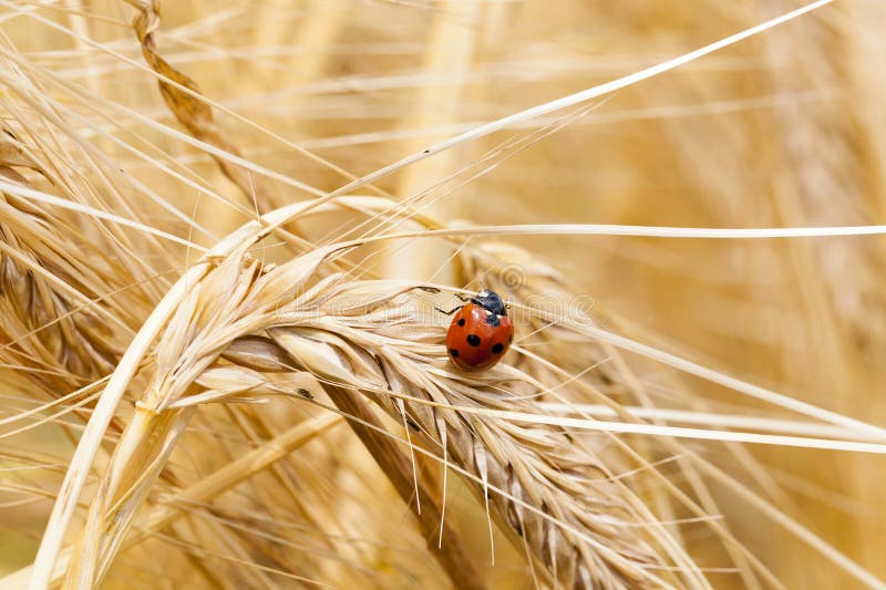 Ladybug