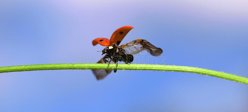 A closeup of a ladybug spreading its wings on a blade of grass. Blue sky background. A closeup of a ladybug spreading its wings on a blade of grass. Blue sky background.