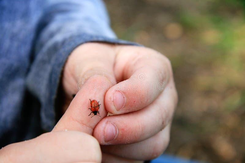 Ladybug sul bambino
