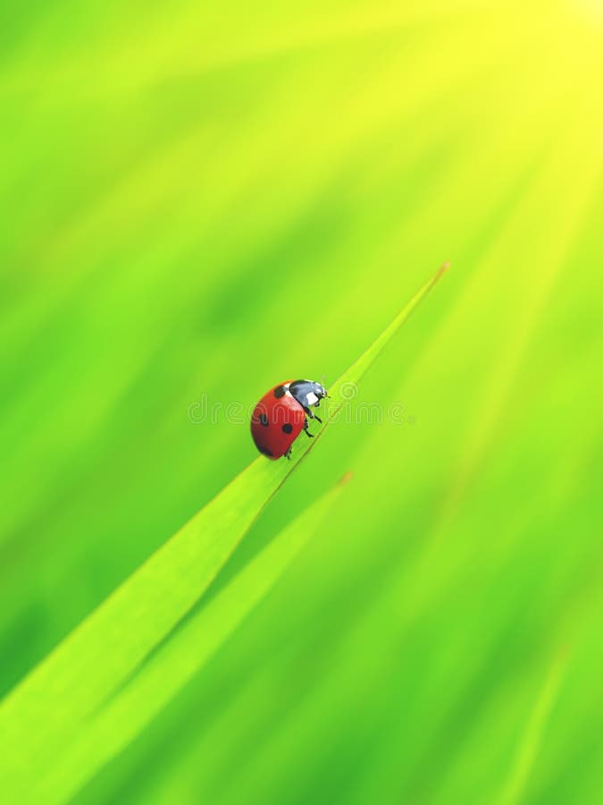 Ladybug creeps to sun on slip. Ladybug creeps to sun on slip