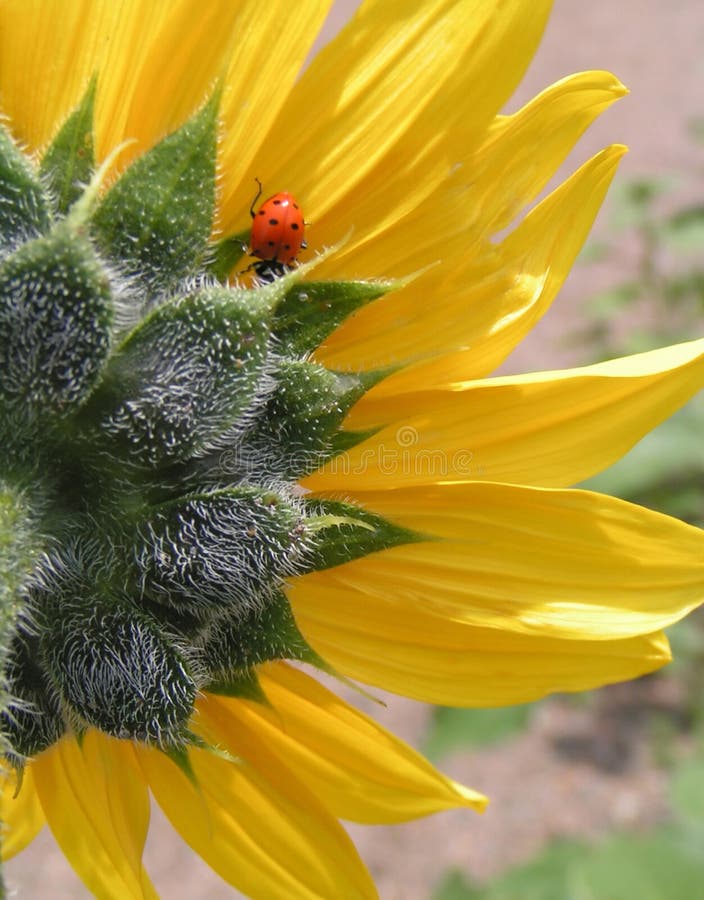 Ladybug and Sunflower stock image. Image of close, black 101619