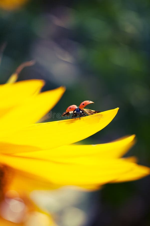 Setto di coccinella è un volare sul girasole.