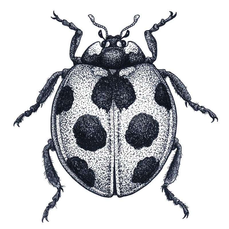 Ladybug Tattoo Art. Ladybird Illustration. Lady Beetle Tattoo. Coccinellidae. Dot Work Tattoo. Insect Drawing Stock Illustration - Illustration of spotty, isolated: 127418453 Ladybug Tattoo Art. Ladybird Illustration. Lady Beetle Tattoo. Coccinellidae. Dot Work Tattoo. Insect Drawing Stock Illustration - Illustration of spotty, isolated: 127418453