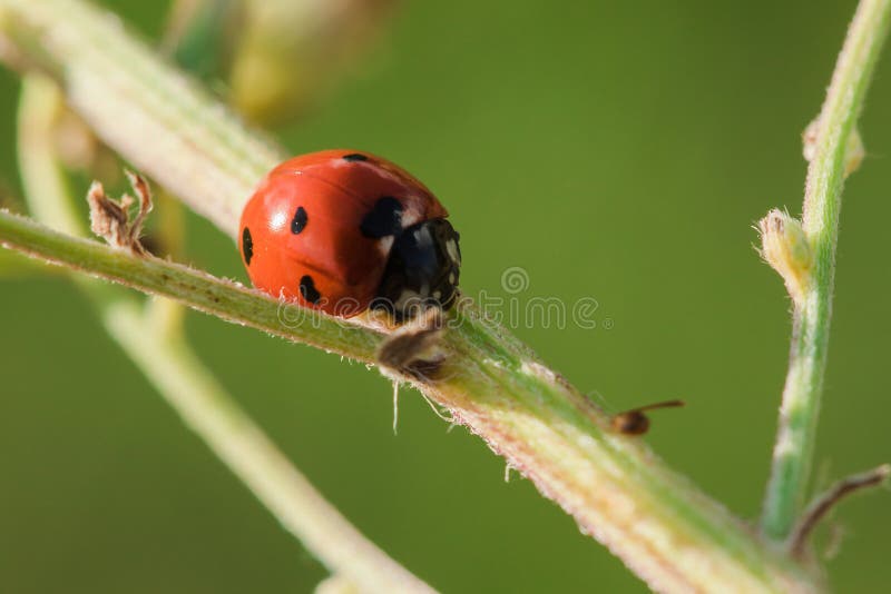 Ladybug on the tree is classified as a scarab Invertebrate royalty free stock photography Ladybug on the tree is classified as a scarab Invertebrate royalty free stock photography