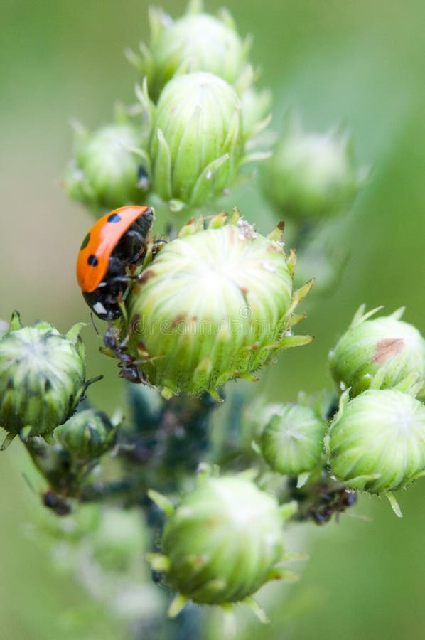 Ant versus ladybug stock image. Image of ladybug, attack 115393233