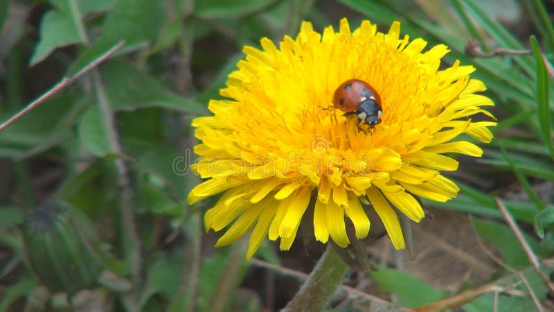 Ladybug voando ladybird em voo flores de dandelion campo insetos insetos macroervas medicinais plantas de botânica