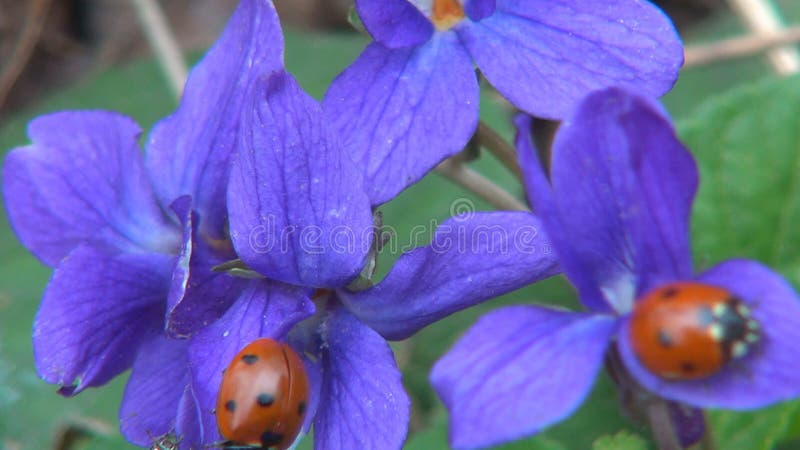 Ladybug voando ladybird em voo flores de primavera campo insetos insetos macroervas medicinais plantas de botânica