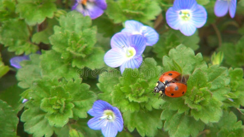 Ladybug voando ladybird em voo veronica persica flores de campo insetos insetos macroervas medicinais plantas de botânica