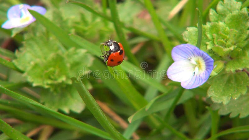 Ladybug voando ladybird em voo veronica persica flores de campo insetos insetos macroervas medicinais plantas de botânica