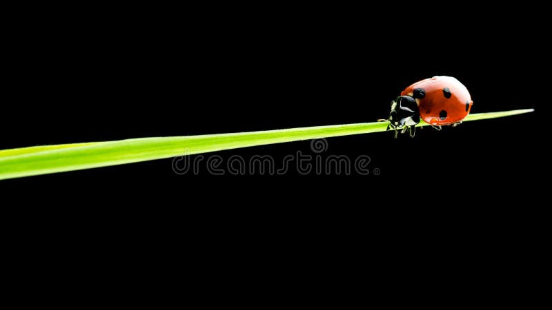 Impressive nature close-up of a small ladybug walking on a blade of green grass, with copy space on black.