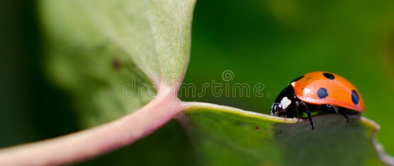 Ladybug walking on leaf