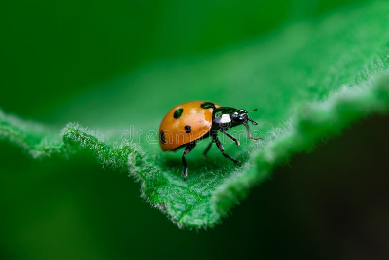 Ladybug walks on the edge of a leaf, Coccinellidae, Arthropoda, Coleoptera, Cucujiformia, Polyphaga