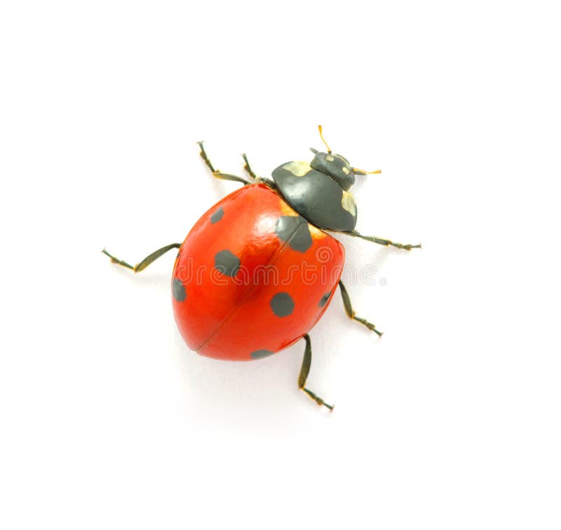 Ladybug on the white