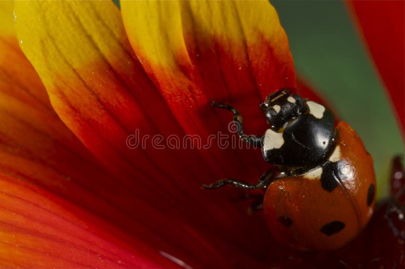 Ladybug on a yellow and red flower