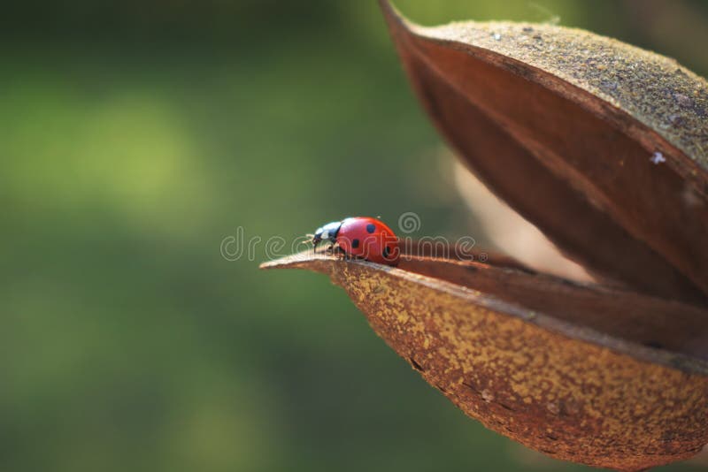 Ladybug που εμφανίζεται έξω κοντά στοκ εικόνες με δικαίωμα ελεύθερης χρήσης Ladybug που εμφανίζεται έξω κοντά στοκ εικόνες με δικαίωμα ελεύθερης χρήσης