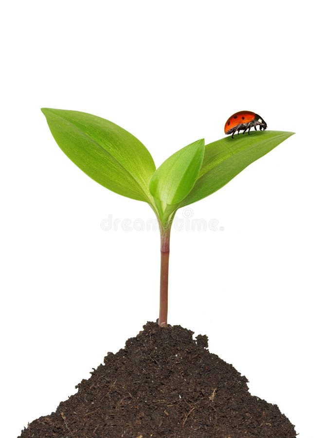 Ladybug на заводе стоковые фото Ladybug на заводе стоковые фото