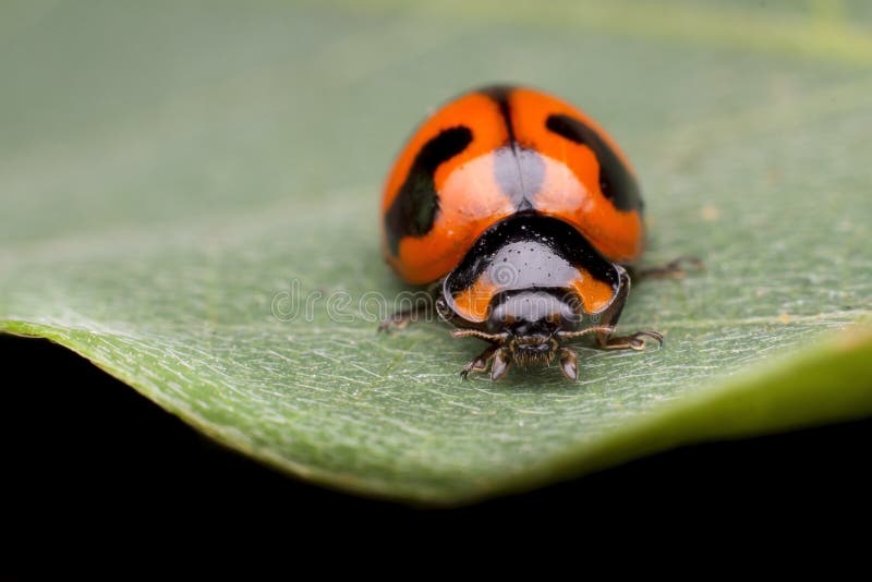 ladybug на зеленых лист стоковое изображение rf ladybug на зеленых лист стоковое изображение rf